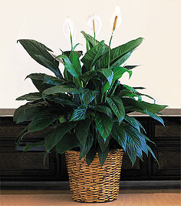 Spathiphyllum "Peace lily" Plant 