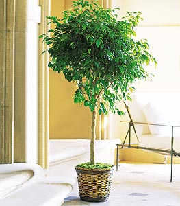 Ficus Bush 