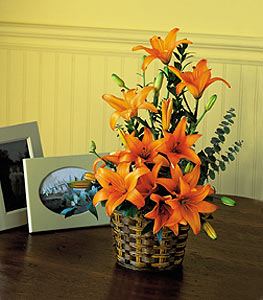 Asiatic Lilies 