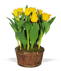Potted Yellow Tulips 