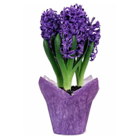 Potted Hyacinth 