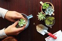 Succulent DIY Parties In the Loft ladies night, women's night, party, DIY, painting with a twist, color me mine, flower workshop