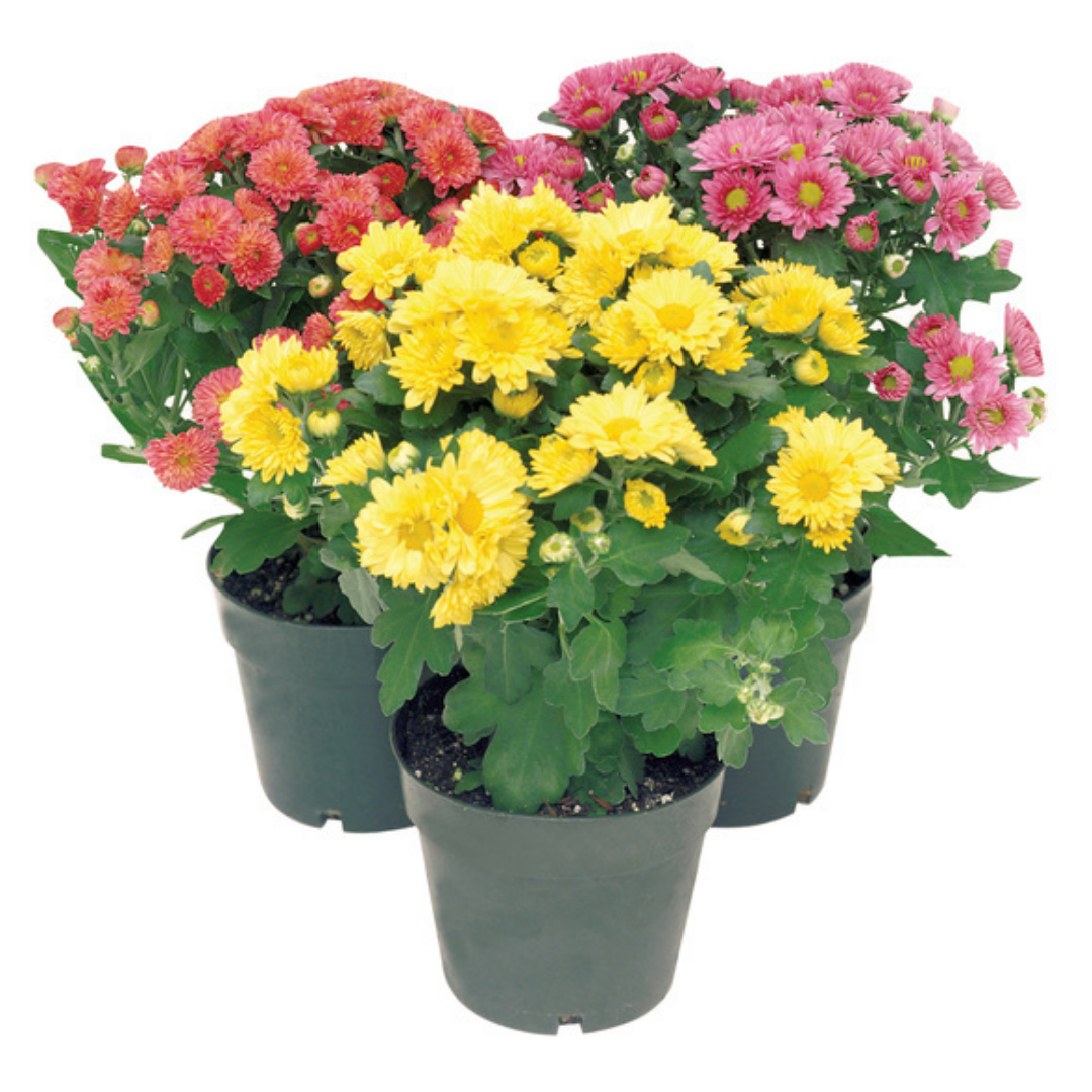 Chrysanthemum Plant in Ambler, PA | Ambler Flower Shop