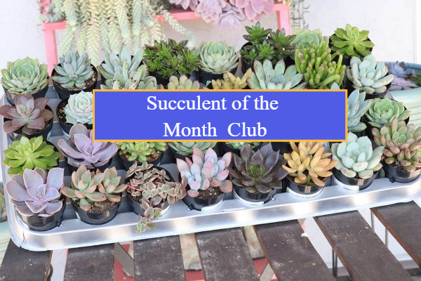 bamboo plant gift Lucky Bamboo – Bloomspace main image 0