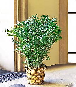 Parlor Palm in Ambler, PA | Ambler Flower Shop