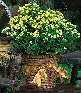 Kalanchoe Plant