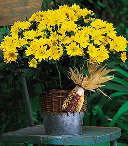 anouk plant Lavender 'Anouk Double' — Green Acres Nursery & Supply