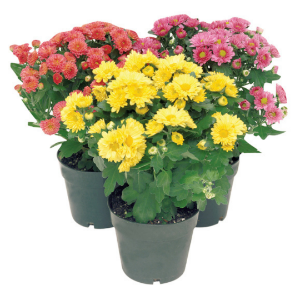 Chrysanthemum Plant 