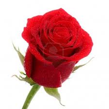 Single Red Rose 