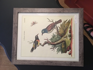 Wooden Framed Bird Print 