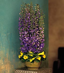 Distinguished Delphinium 