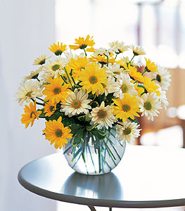 Dashing Daisies 
