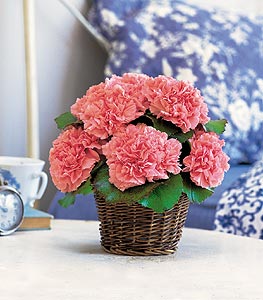 Carnation Expression 