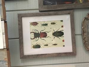 Grey Wooden Framed Bug Print 