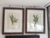 Wooden Framed Plant Print Pair - 