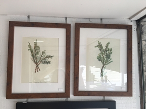 Wooden Framed Plant Print Pair 