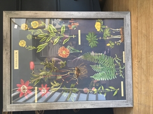 Wooden Framed Floral Print 